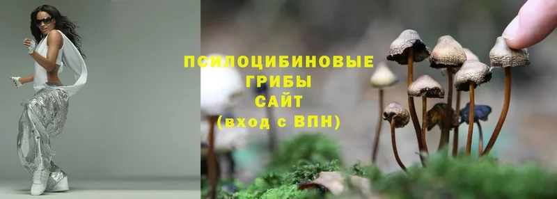 где продают наркотики  Киров  кракен зеркало  Галлюциногенные грибы Psilocybe 